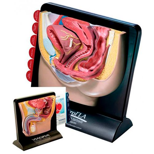 Модель "Таза" / Медицинская мебель